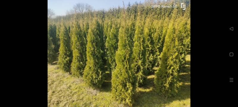 ox_sprzedam-tuje-szmaragd-thuja-smaragd-cieszyn-pruchna-z-dowozem