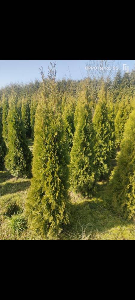 ox_sprzedam-tuje-szmaragd-thuja-smaragd-cieszyn-pruchna-z-dowozem