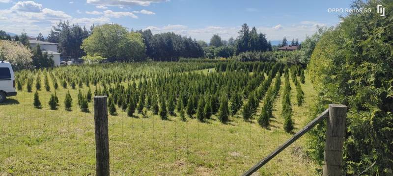 ox_sprzedam-tuje-szmaragd-thuja-smaragd-cieszyn-pruchna-z-dowozem