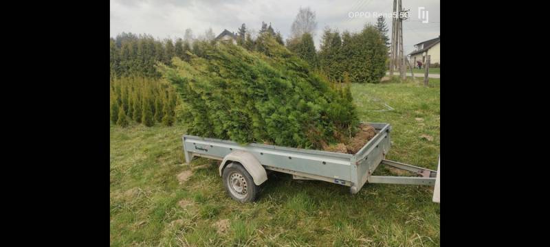 ox_sprzedam-tuje-szmaragd-thuja-smaragd-cieszyn-pruchna-z-dowozem