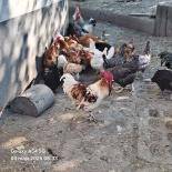 ox_sprzedam-koguta-rozne-kolory