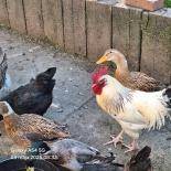 ox_sprzedam-koguta-rozne-kolory