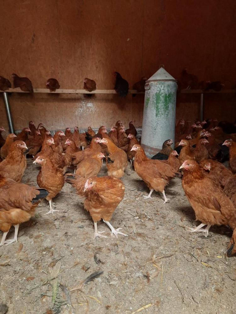 ox_kury-odchowane-kurki-odchowane-kokoszki-nioski