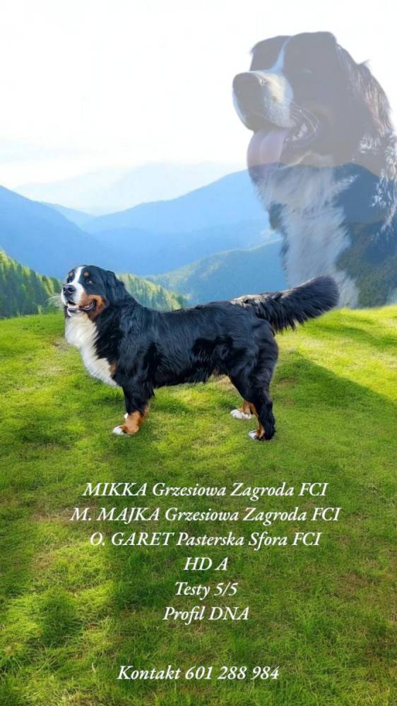 ox_bernenski-pies-pasterski-szczenieta-zkwp