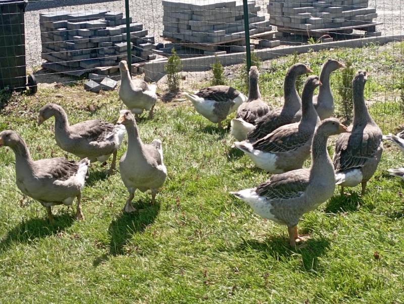 ox_gesi-landes-tego-roczne-wolny-wybieg-wychowane-od-pisklecia-20-sztuk