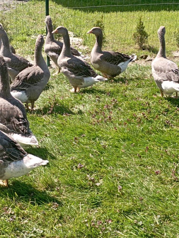 ox_gesi-landes-wolny-wybieg-wychowane-od-pisklecia-20-szt-polecam