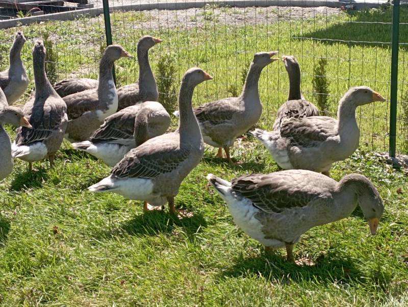 ox_zdrowe-gesi-landes-wolny-wybieg-wychowane-od-pisklecia-20-szt-polecam