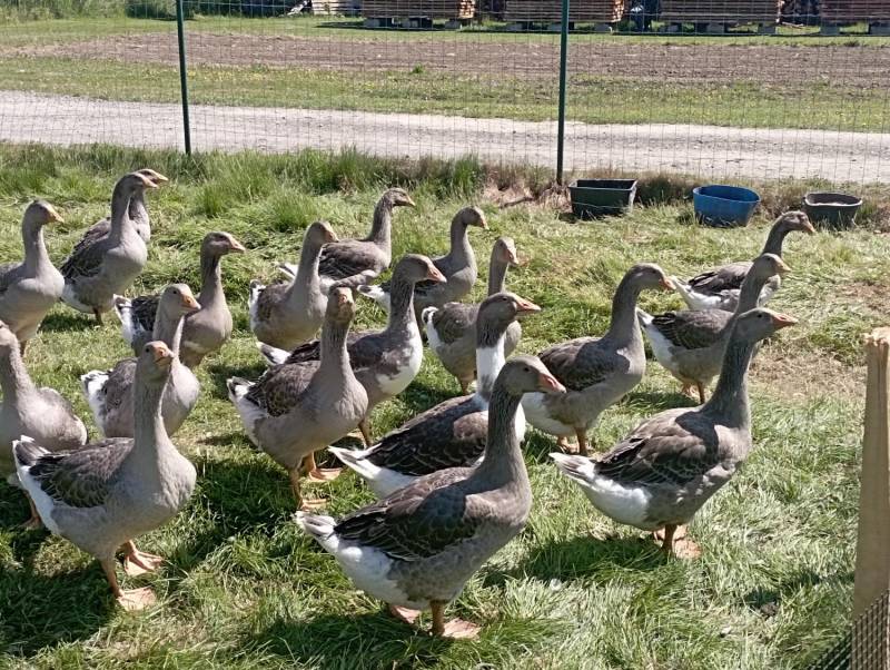 ox_zdrowe-gesi-landes-wolny-wybieg-wychowane-od-pisklecia-20-szt-polecam