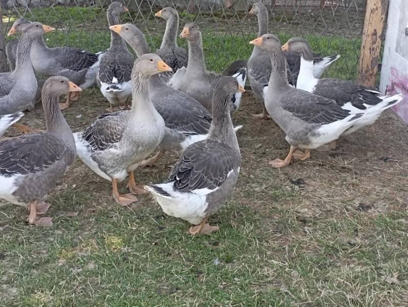 ox_zdrowe-gesi-landes-wolny-wybieg-wychowane-od-pisklecia-polecam