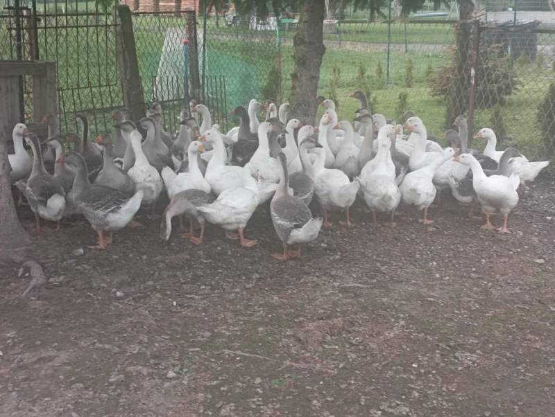ox_gesi-mlode-landes-i-koludzkie-wolny-wybieg-do-dalszego-chowu-okazja
