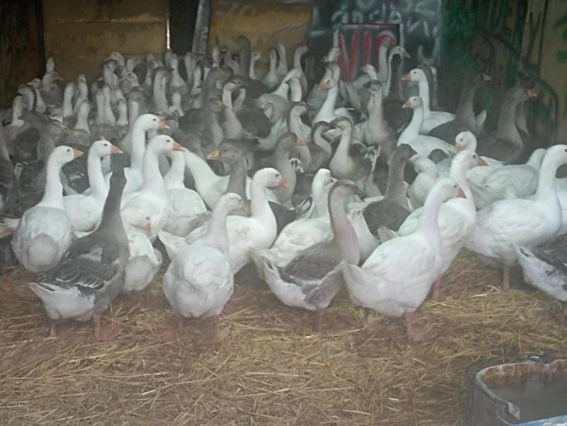 ox_gesi-mlode-landes-i-koludzkie-wolny-wybieg-do-dalszego-chowu-okazja