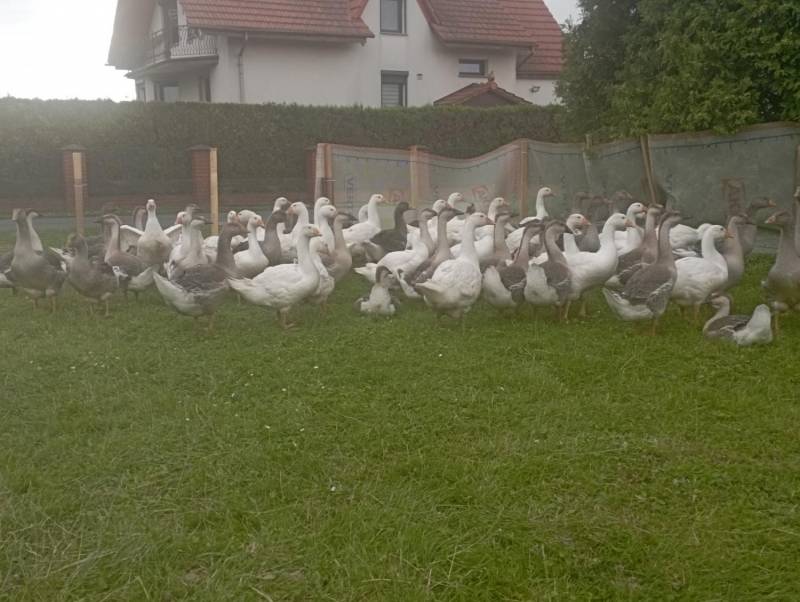 ox_gesi-mlode-landes-i-koludzkie-wolny-wybieg-do-dalszego-chowu-okazja