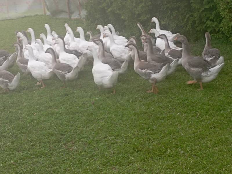 ox_25-miesieczne-gesi-mlode-landes-i-koludzkie-do-dalszego-chowu-tanoooo