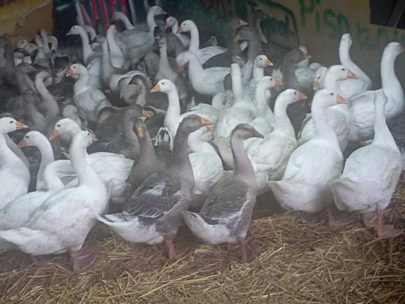 ox_25-miesieczne-gesi-mlode-landes-i-koludzkie-do-dalszego-chowu-tanoooo