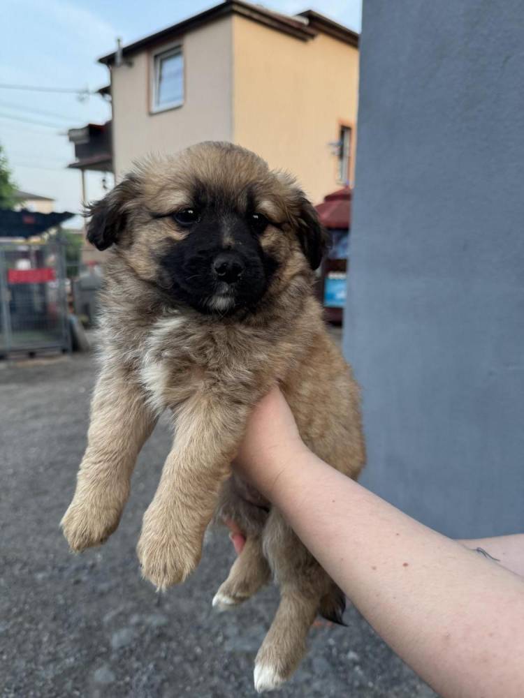 ox_pieski-male-4-szt-do-wyboru-ruchliwe-ladne