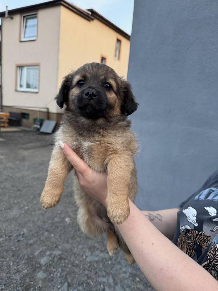 ox_pieski-male-4-szt-do-wyboru-ruchliwe-ladne