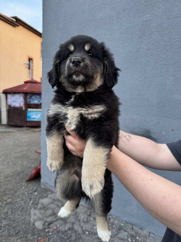 ox_pieski-male-4-szt-do-wyboru-ruchliwe-ladne