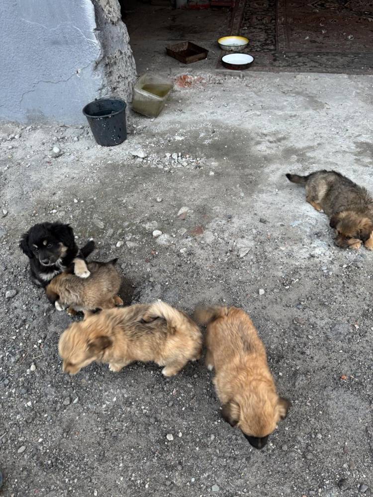 ox_pieski-male-4-szt-do-wyboru-ruchliwe-ladne