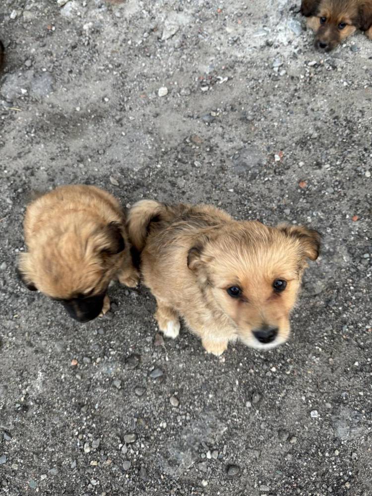 ox_pieski-male-4-szt-do-wyboru-ruchliwe-ladne