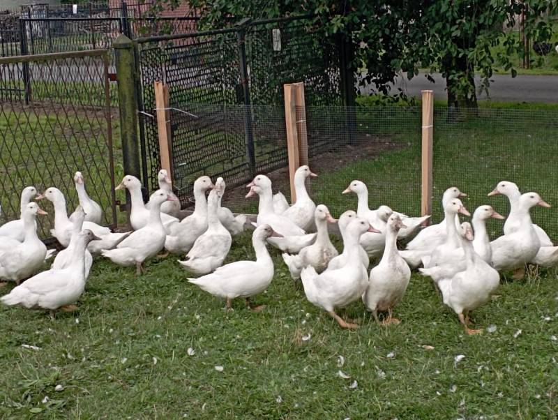 ox_kaczo-gesi-mulard-do-uboju-czy-chowu-dalszego-3-gesi-landes-duze