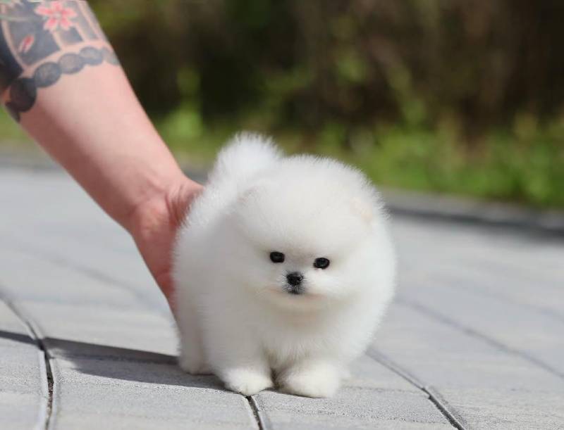 ox_pomeranian-mini