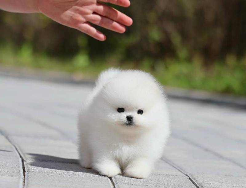ox_pomeranian-mini