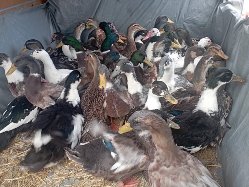 ox_kaczki-i-kaczory-zywe-mix-do-uboju-od-zaraz-dalszy-chow-polecam