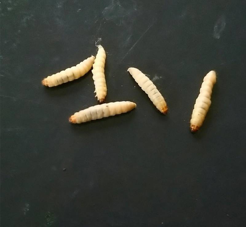 ox_mole-woskowe-barciak-wiekszy-60-sztuk-wysylka-gratis
