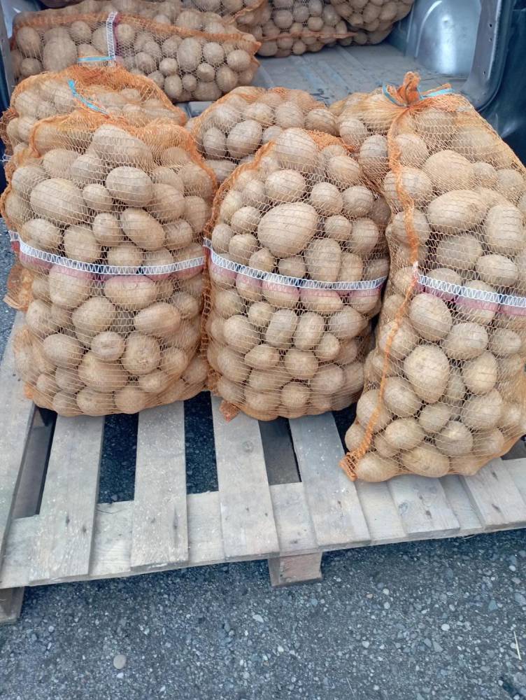 ox_sadzeniaki-gala-i-soraya-od-rolnika-320-kg-jadalne-bardzo-smaczne