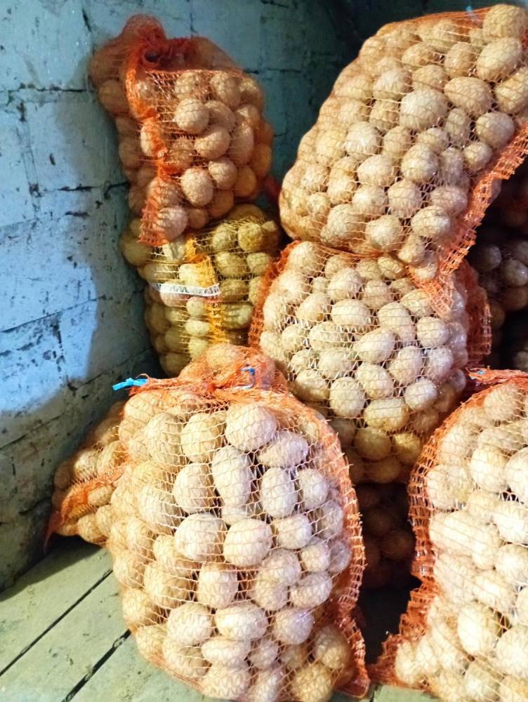 ox_sadzeniaki-gala-i-soraya-od-rolnika-300-kg-jadalne-bardzo-smaczne