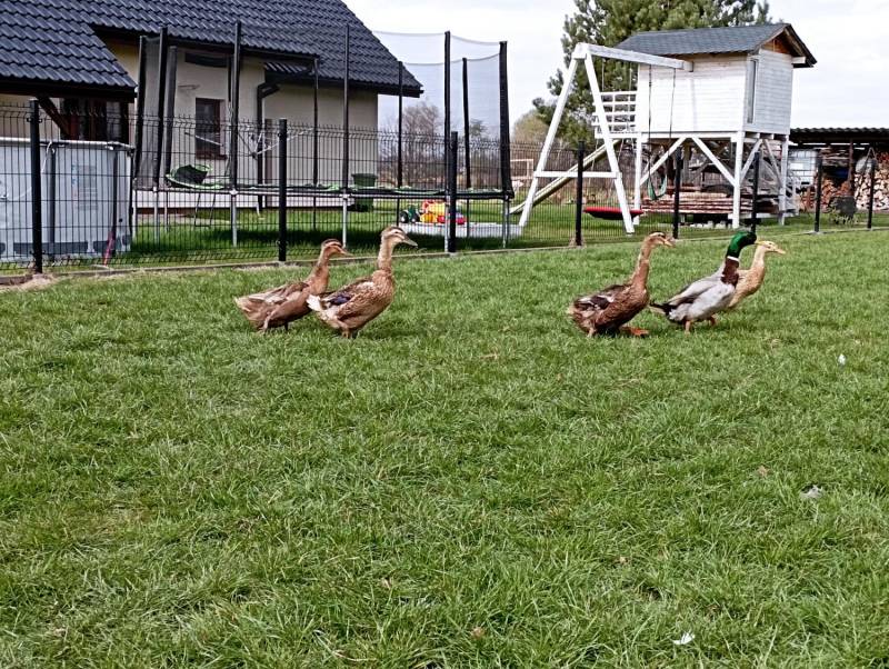 ox_staropolskie-kaczorykaczki-do-rozrodu-polecam