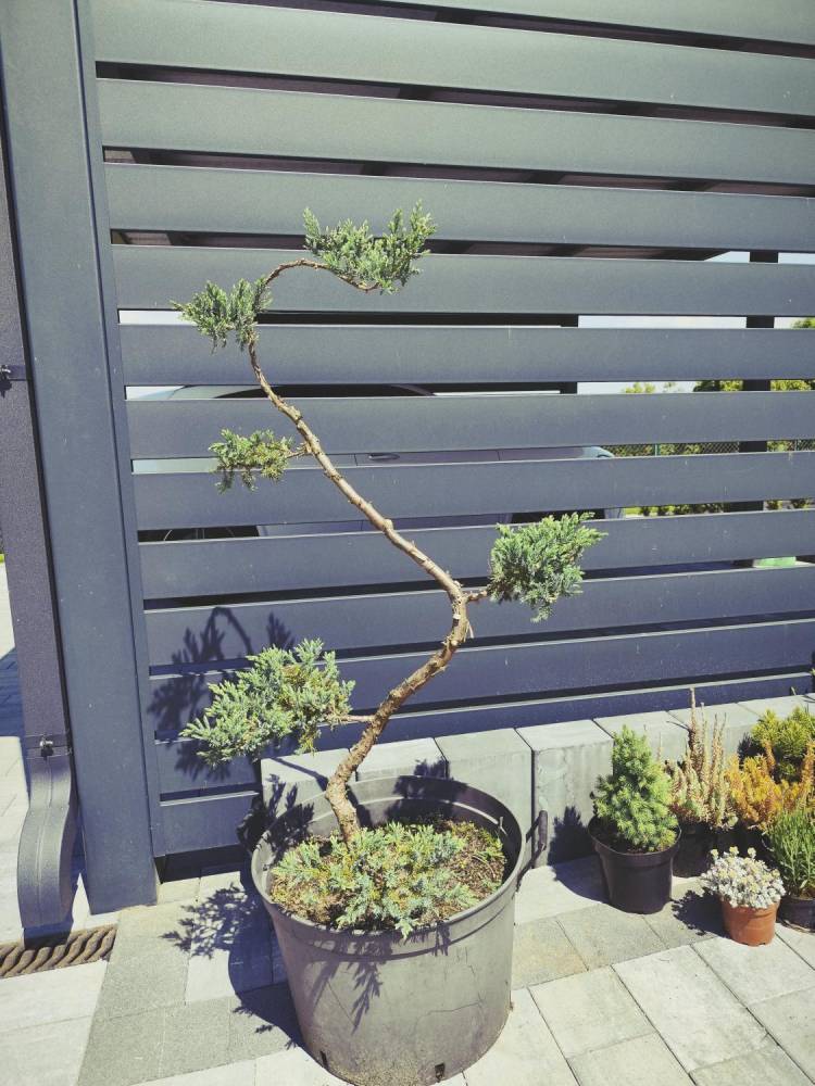 ox_bonsai-jalowiec-formowany