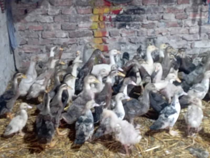 ox_spory-mix-odhodowanego-ptactwa-w-roznym-przedziale-wiekowym