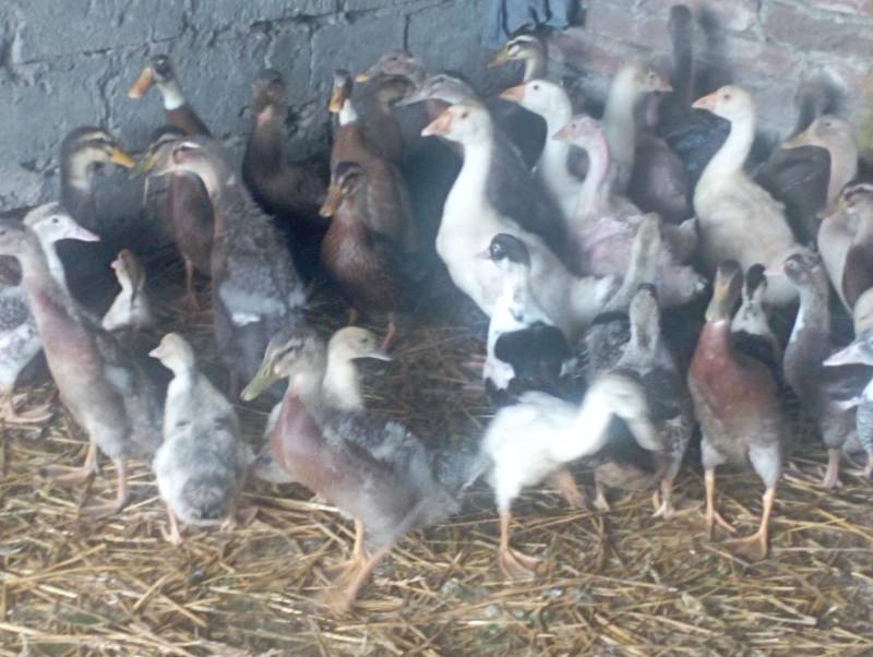 ox_mix-odchowanych-kaczek-w-roznym-przedziale-wiekowym-oraz-cenie-do-uzd