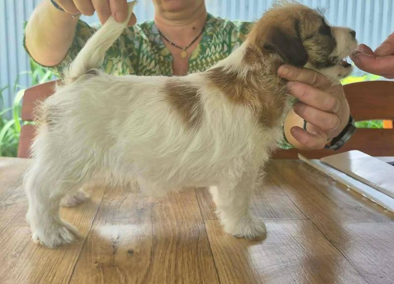 ox_suczka-jack-russell-terrier-zkwp-fci