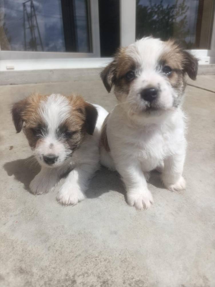 ox_suczka-jack-russell-terrier-zkwp-fci