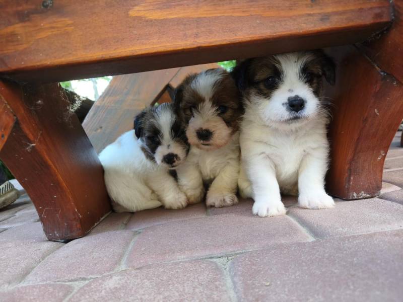ox_suczka-jack-russell-terrier-zkwp-fci