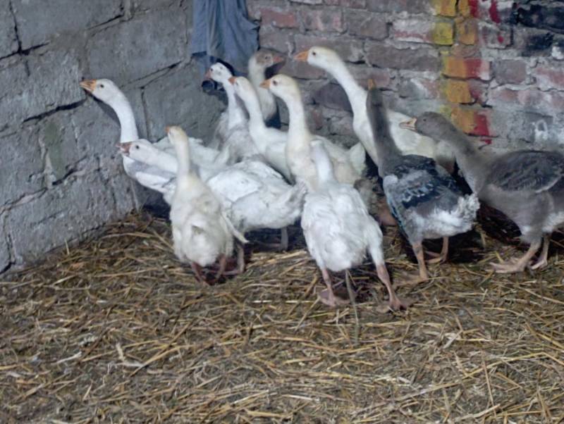 ox_odchowane-mix-bigusow-lowcow-slimakow-10-gesi-2-ras-koludzlandes