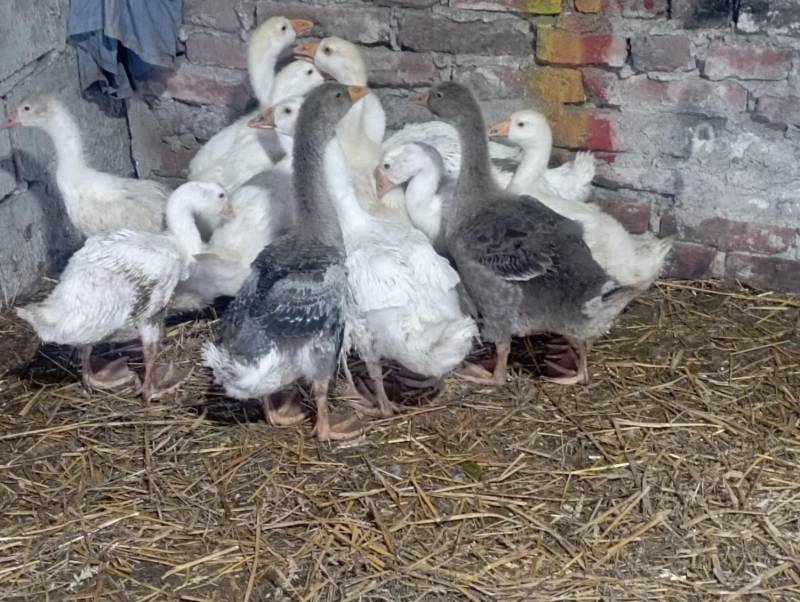 ox_gesi-duze-sporo-odchowane-koludzkie-dalszy-chow-do-sprzedazy-30-sztuk