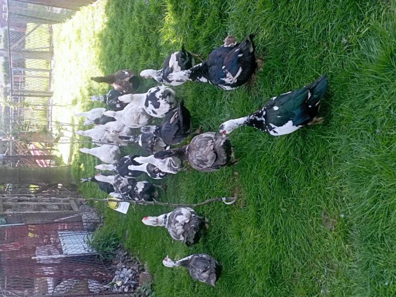 ox_pizmowe-f-kaczory-do-uboju-od-zaraz-dalszy-chow