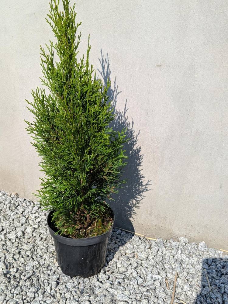 ox_tuje-szmaragd-60-70-cm-10-zl