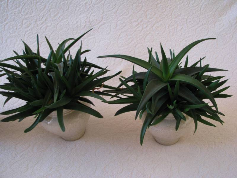 ox_aloes-piekna-tryskajaca-zielenia-roslinka-wlasciwosci-lecznicze