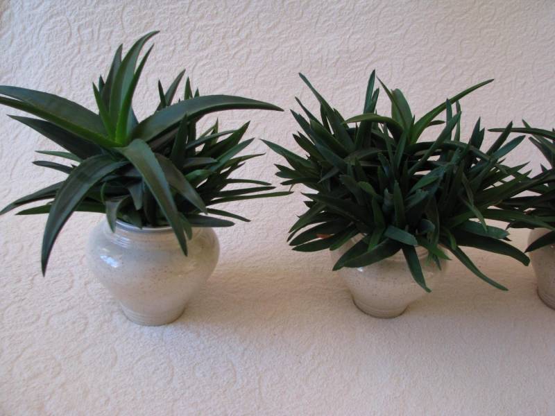 ox_aloes-piekna-tryskajaca-zielenia-roslinka-wlasciwosci-lecznicze