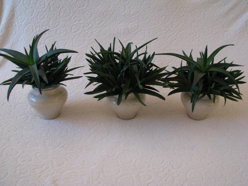 ox_aloes-piekna-tryskajaca-zielenia-roslinka-wlasciwosci-lecznicze