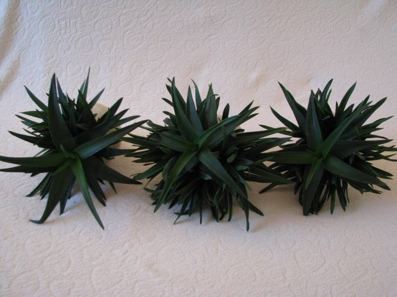 ox_aloes-piekna-tryskajaca-zielenia-roslinka-wlasciwosci-lecznicze