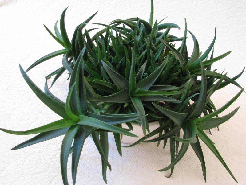 ox_aloes-piekna-tryskajaca-zielenia-roslinka-wlasciwosci-lecznicze