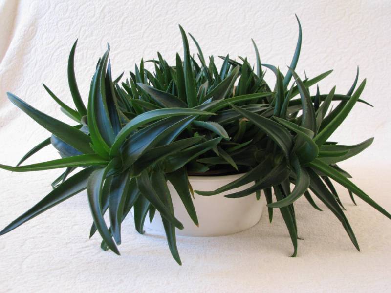 ox_aloes-piekna-tryskajaca-zielenia-roslinka-wlasciwosci-lecznicze