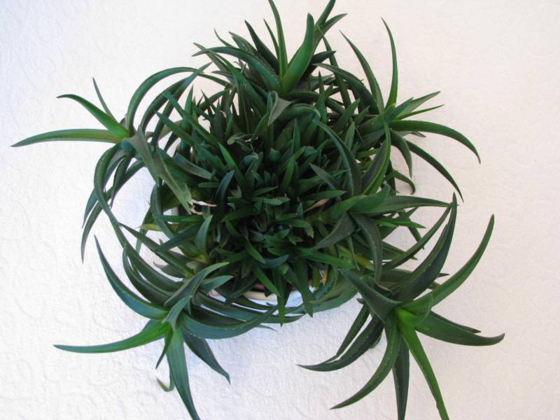 ox_aloes-piekna-tryskajaca-zielenia-roslinka-wlasciwosci-lecznicze