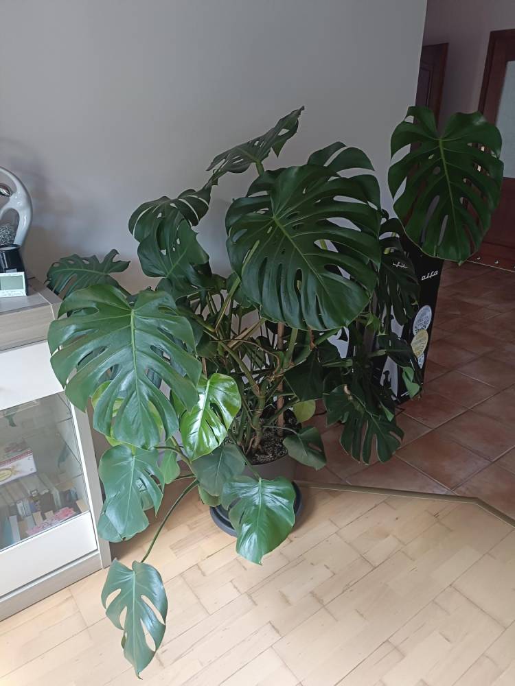 ox_monstera