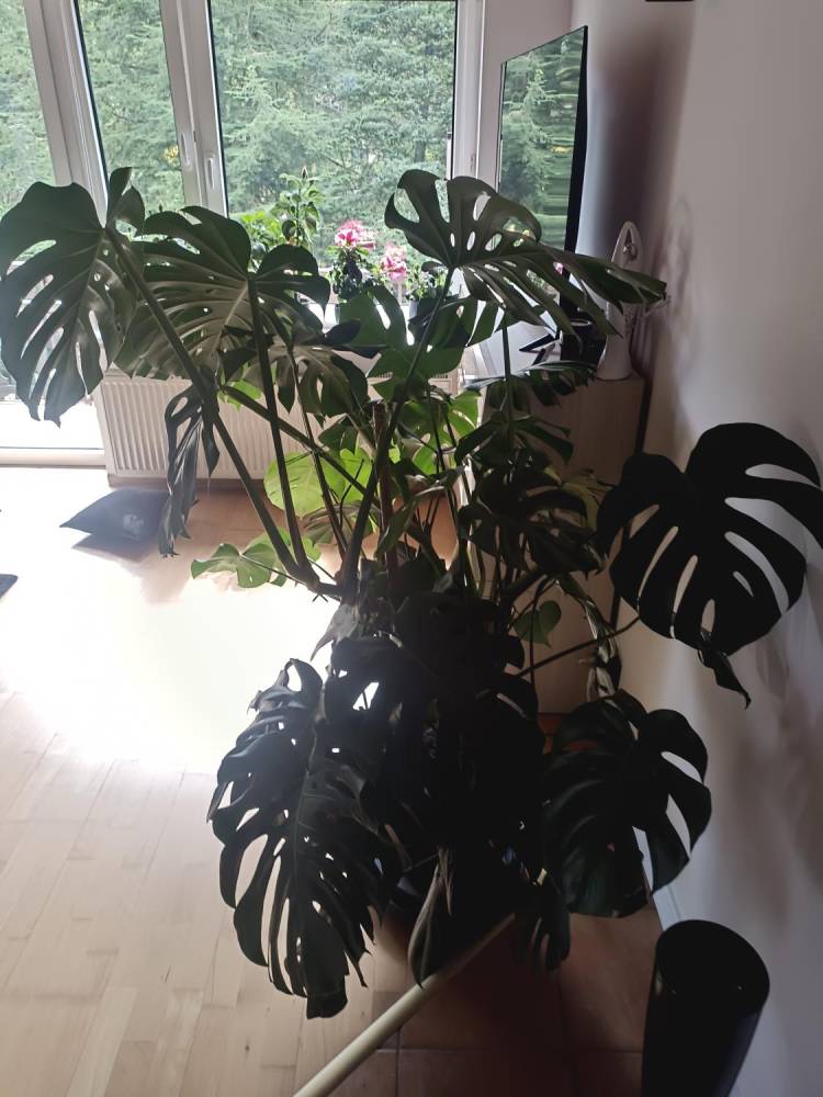 ox_monstera